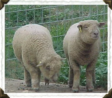 Our Brinley and Trevor were twin Babydoll Southdown sheep. I miss their smiley faces, they were such angels!