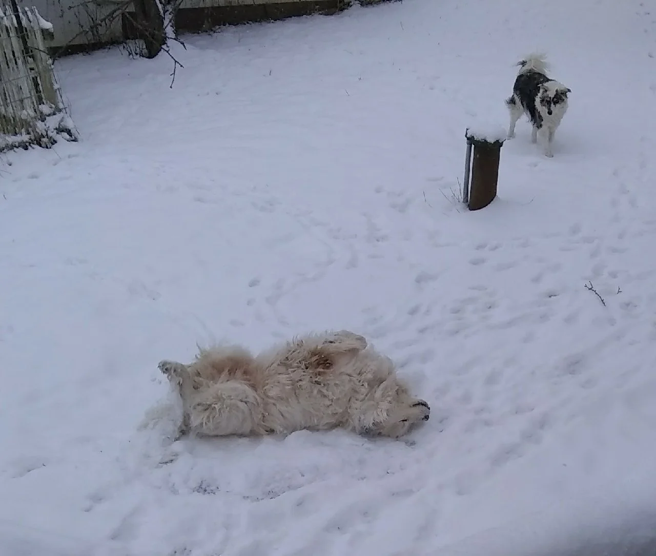 milo118snowangel1.jpg