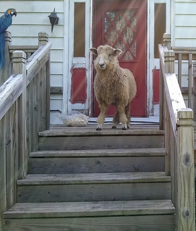 oliver719porchyarn.jpg
