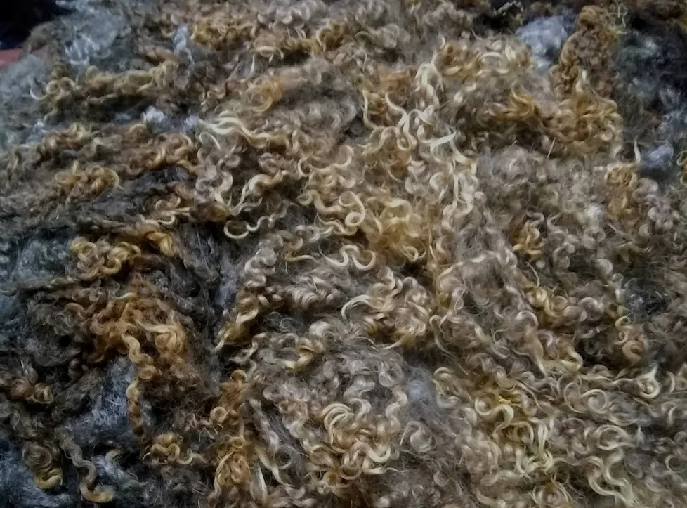 Pirate’s Cotswold curls!