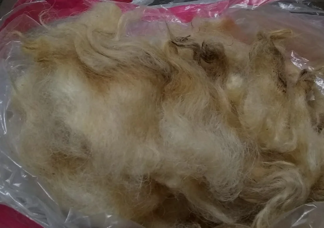 Devlyn’s Scottish Black Face wool!