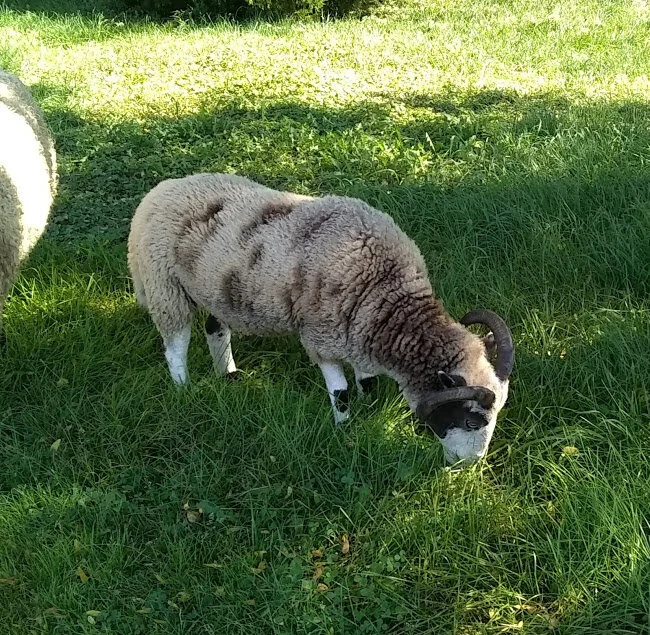 pippy918.jpg