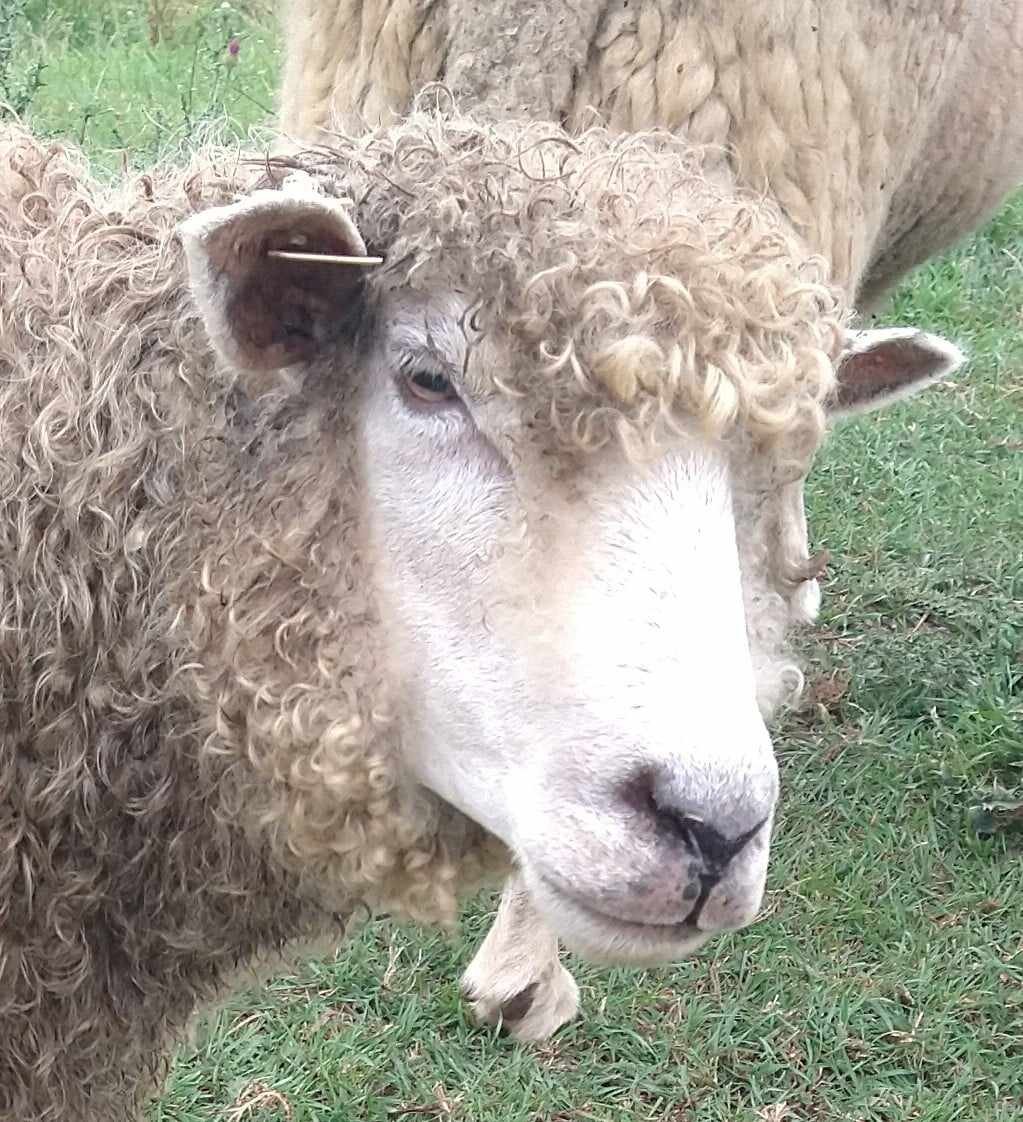 World of Wool Felting Kit - Sheldon the Sheep