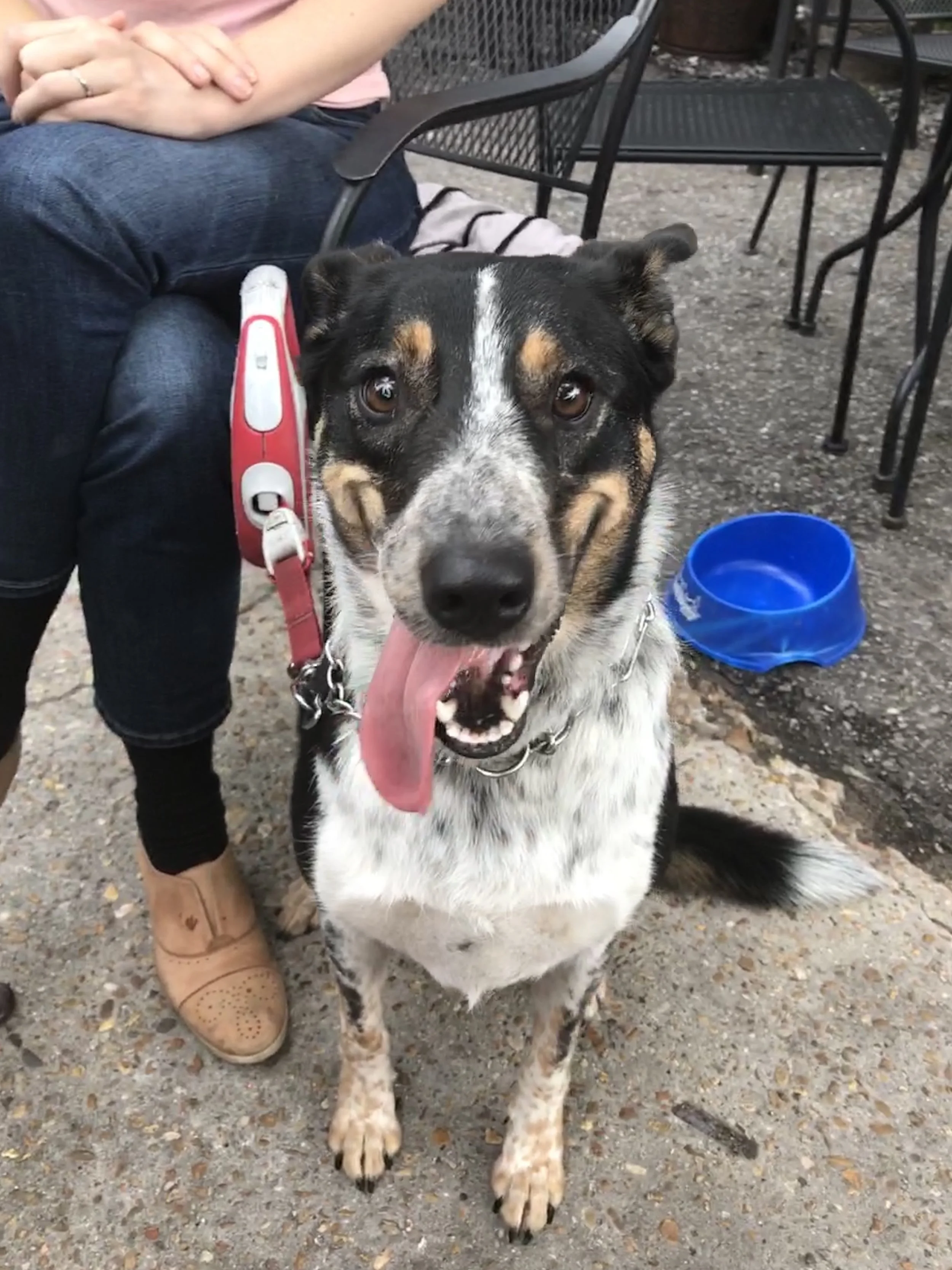 The 5 Most Dog Friendly Places In New Orleans Been Thayer Done That