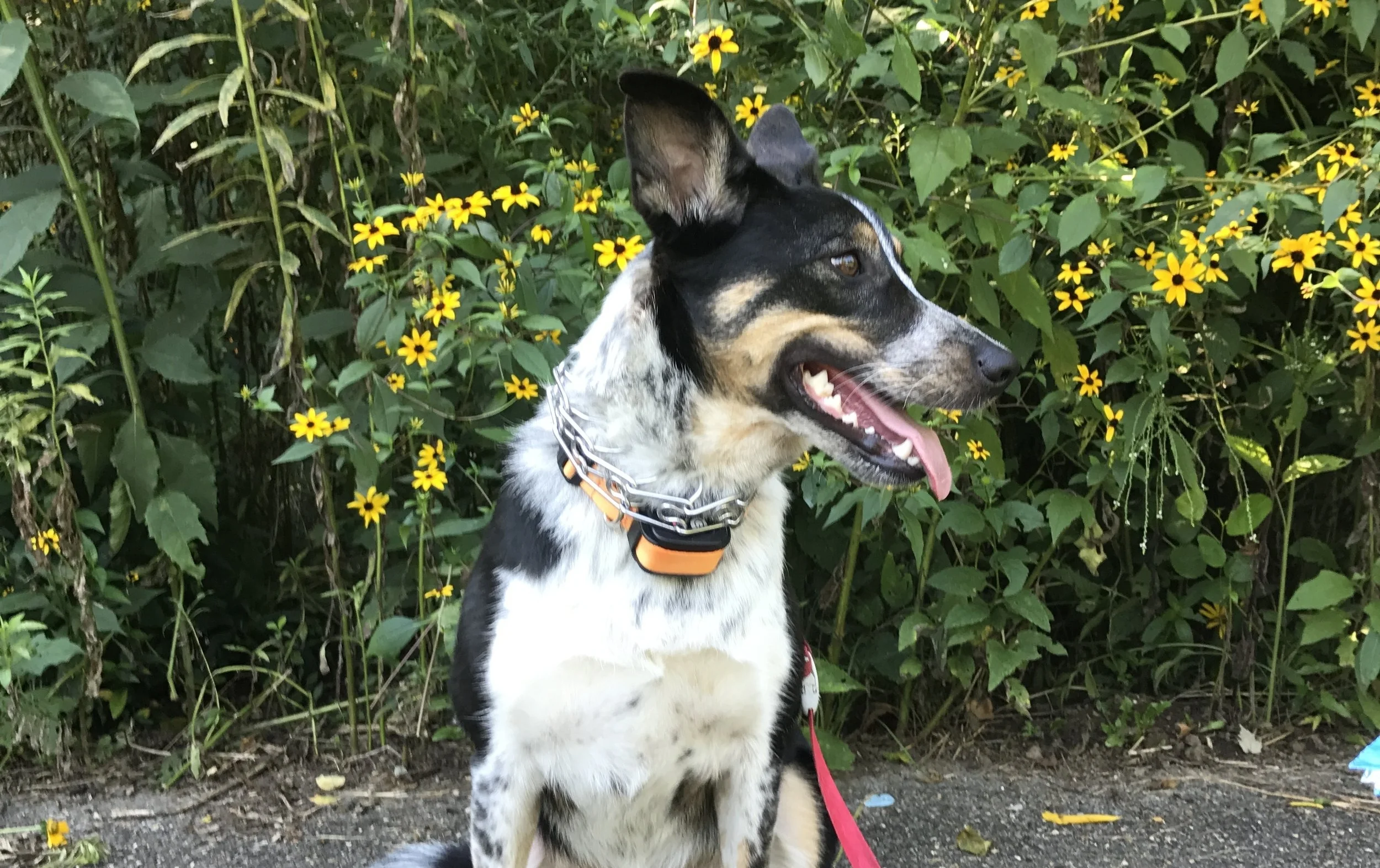 The 5 Most Dog-Friendly Places In New Orleans