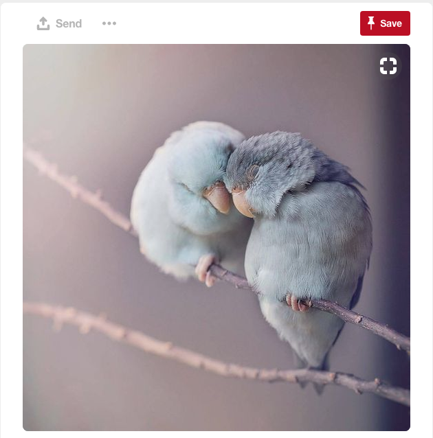 How about a great color scheme inspired by these two love birds?