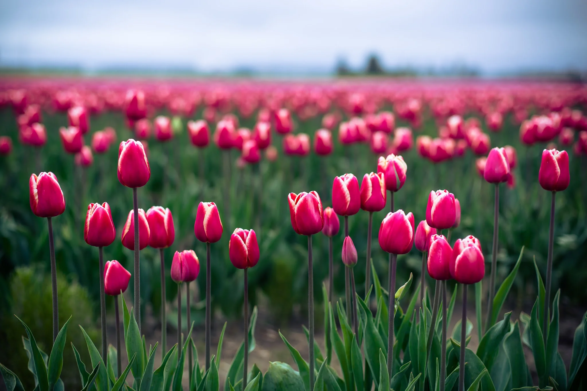 Field of Tulips