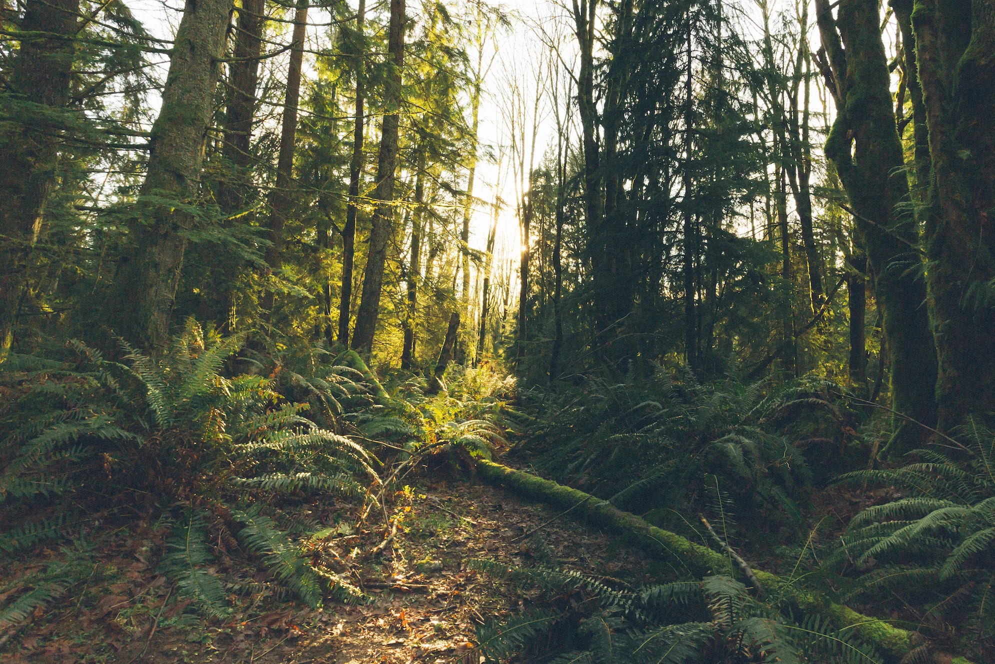 Coal Creek Falls | Washington