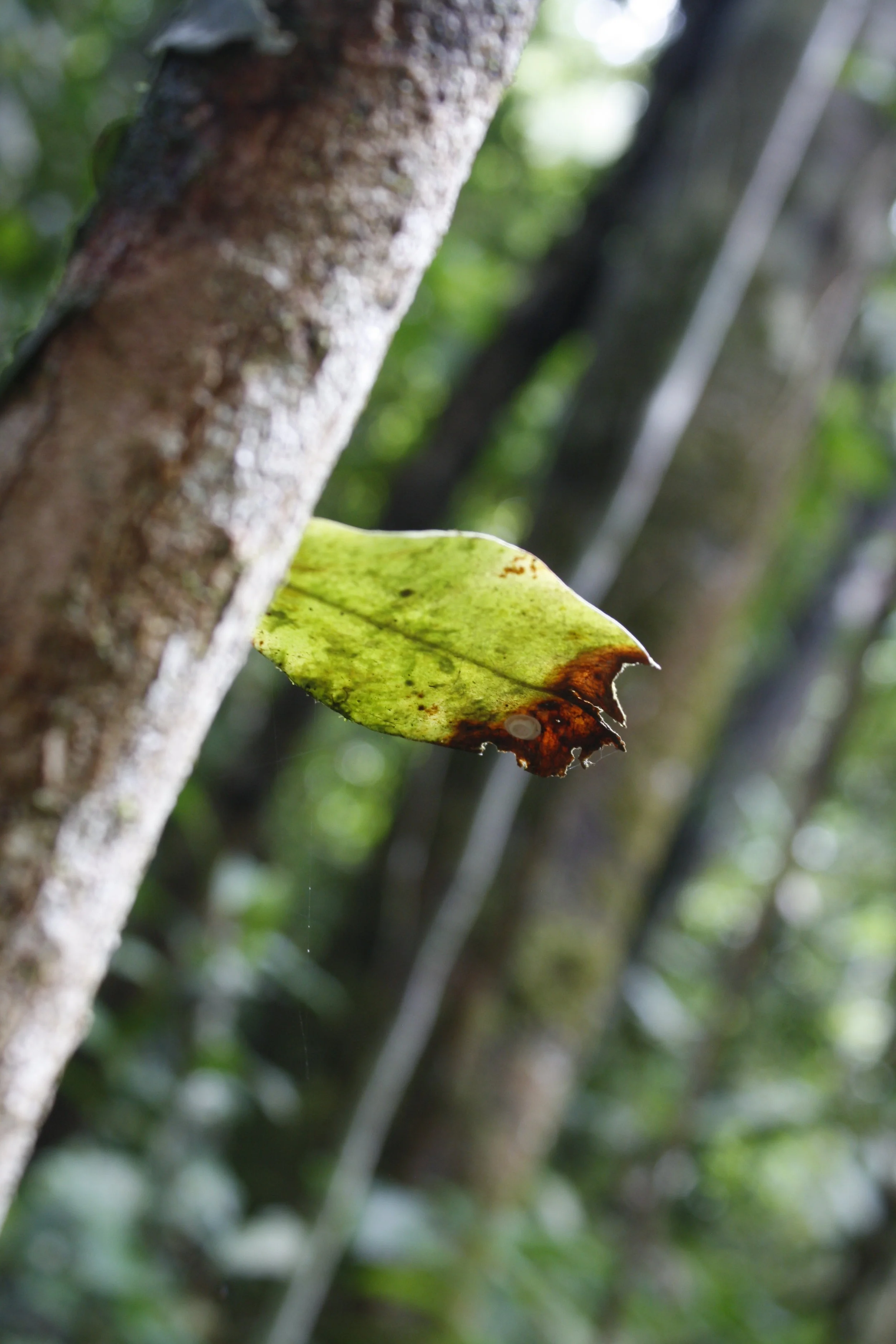 _MG_5346.jpg