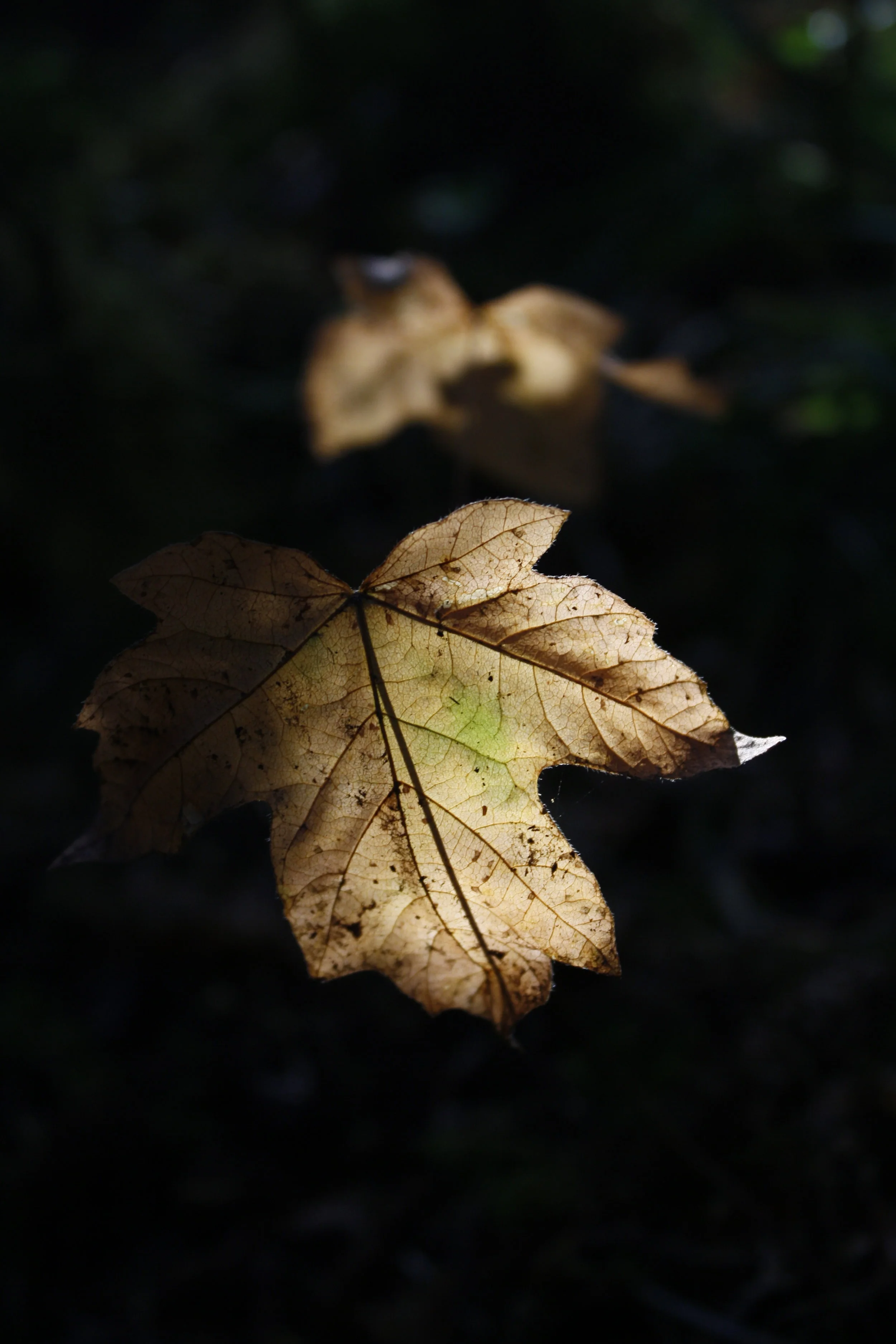 _MG_3550.jpg