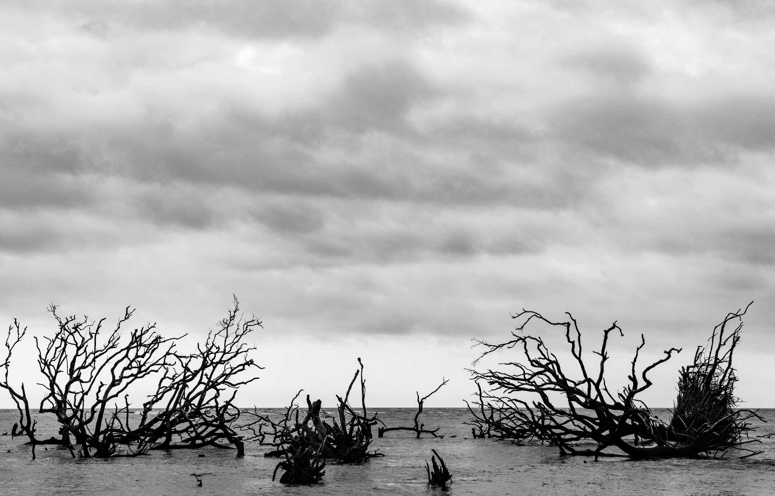 Tree graveyard off the coast of Little Tybee Island via micahdeyoung.com