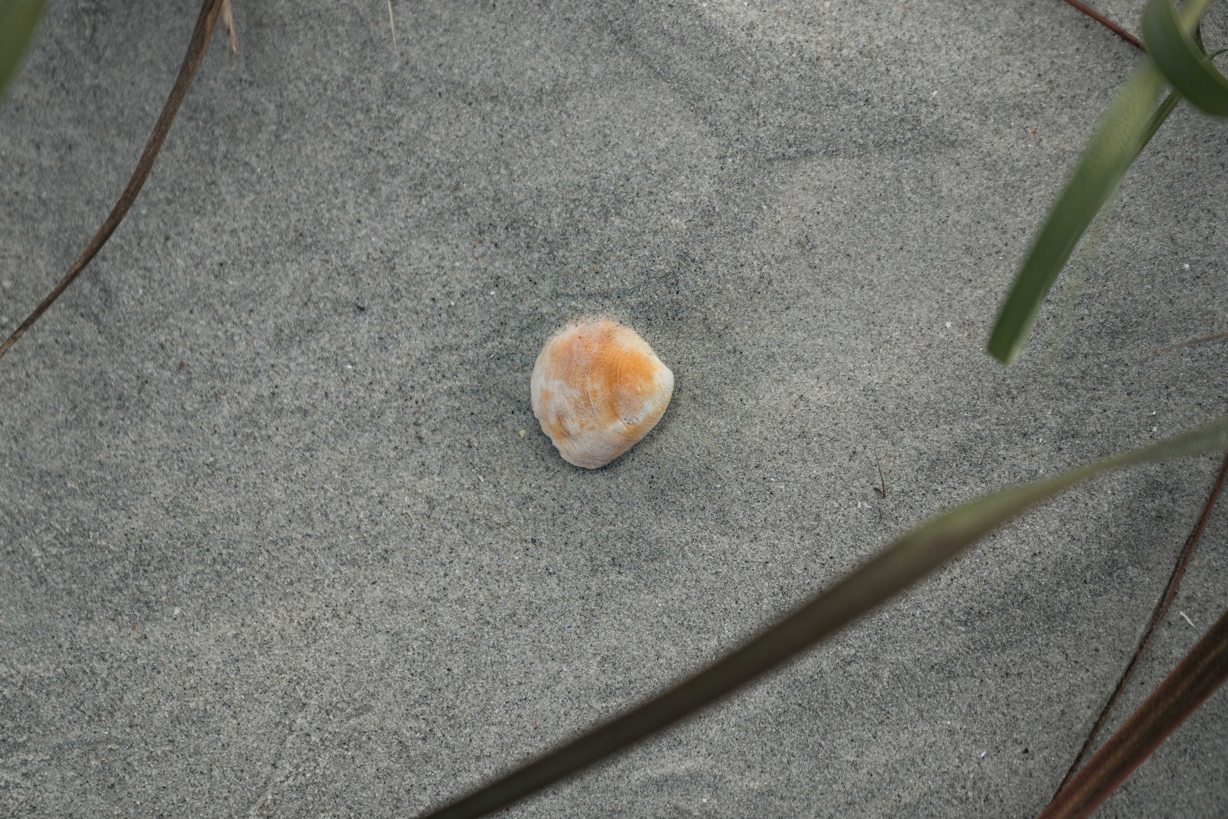 Shells on Little Tybee Island via micahdeyoung.com