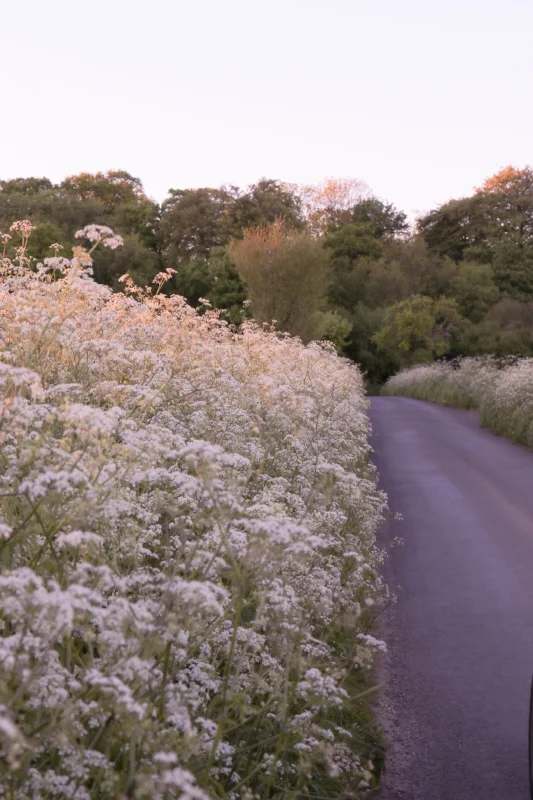 cowparsley.jpg