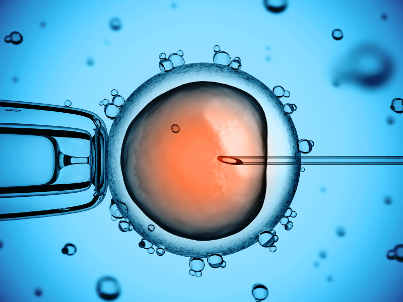 The Journey Through Egg Donation: Your IVF Options