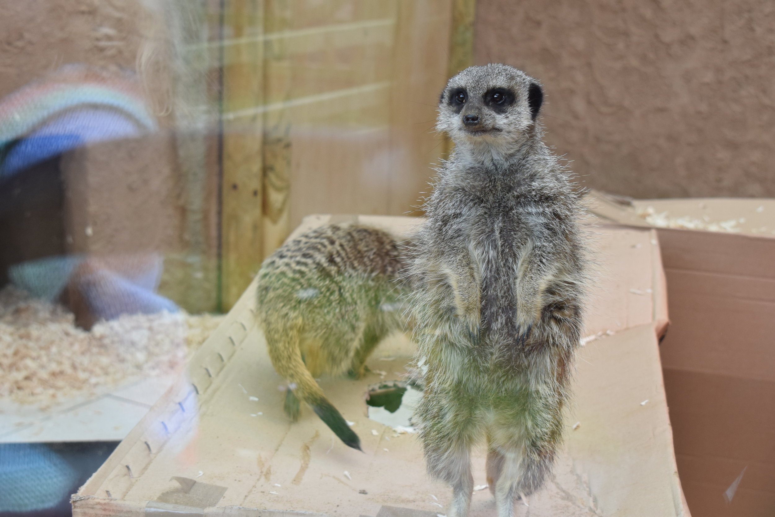 Mablethorpe Seal Sanctuary and Wildlife Centre