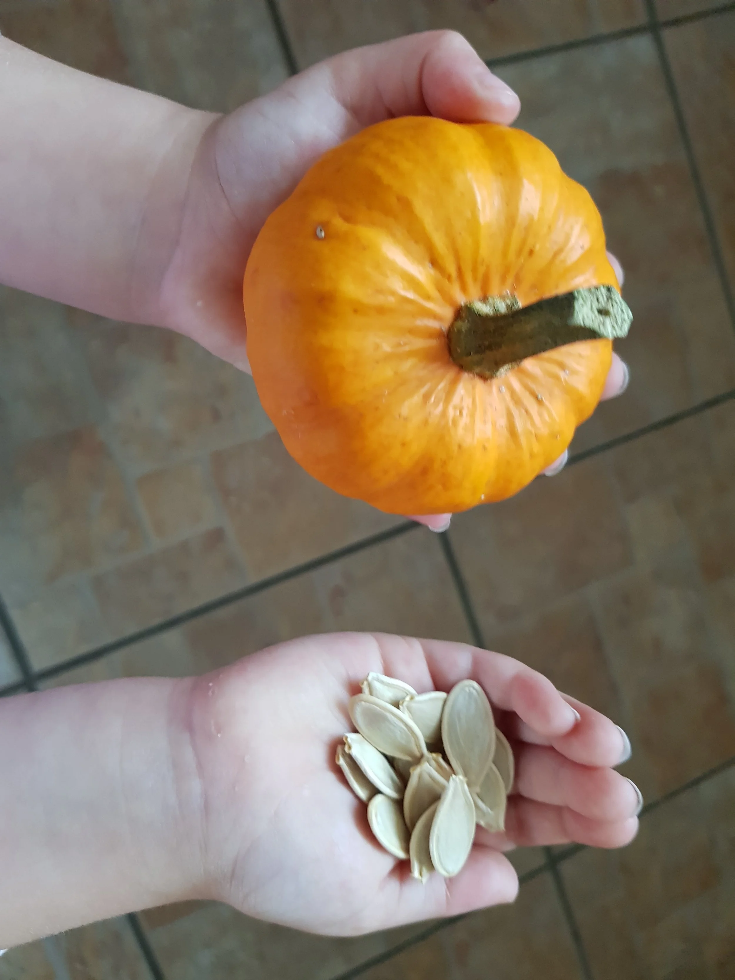 Finding the Perfect Companion for your Plants