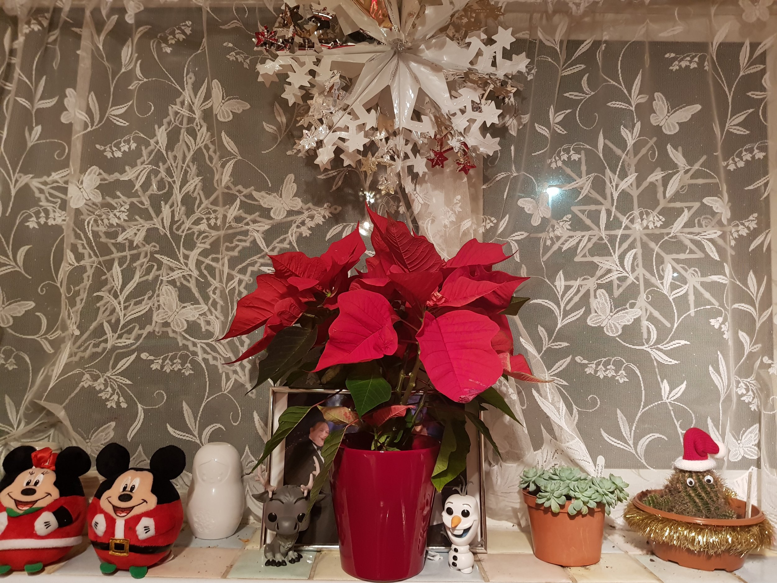 Christmas on the window sill Poinsetta and teddies