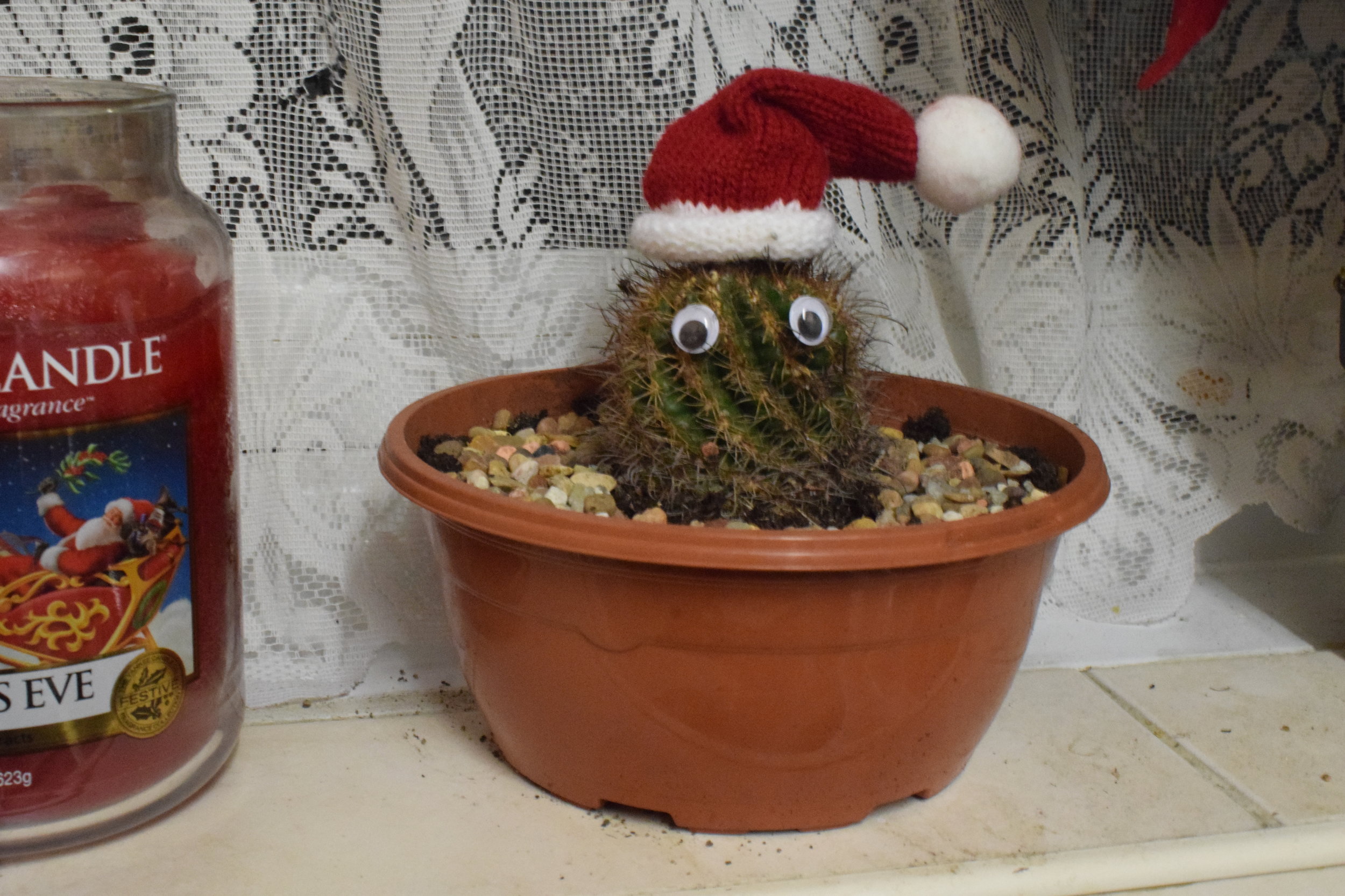 Christmas Santa cactus