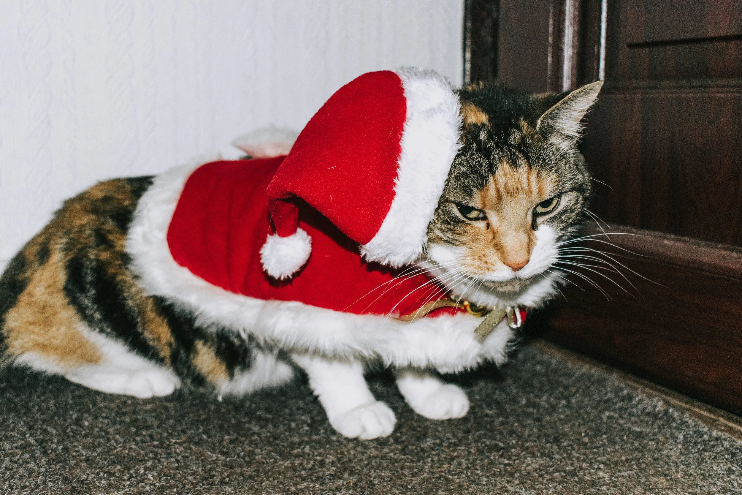 2019 Gift Ideas for Pets | Christmas Gift Guide