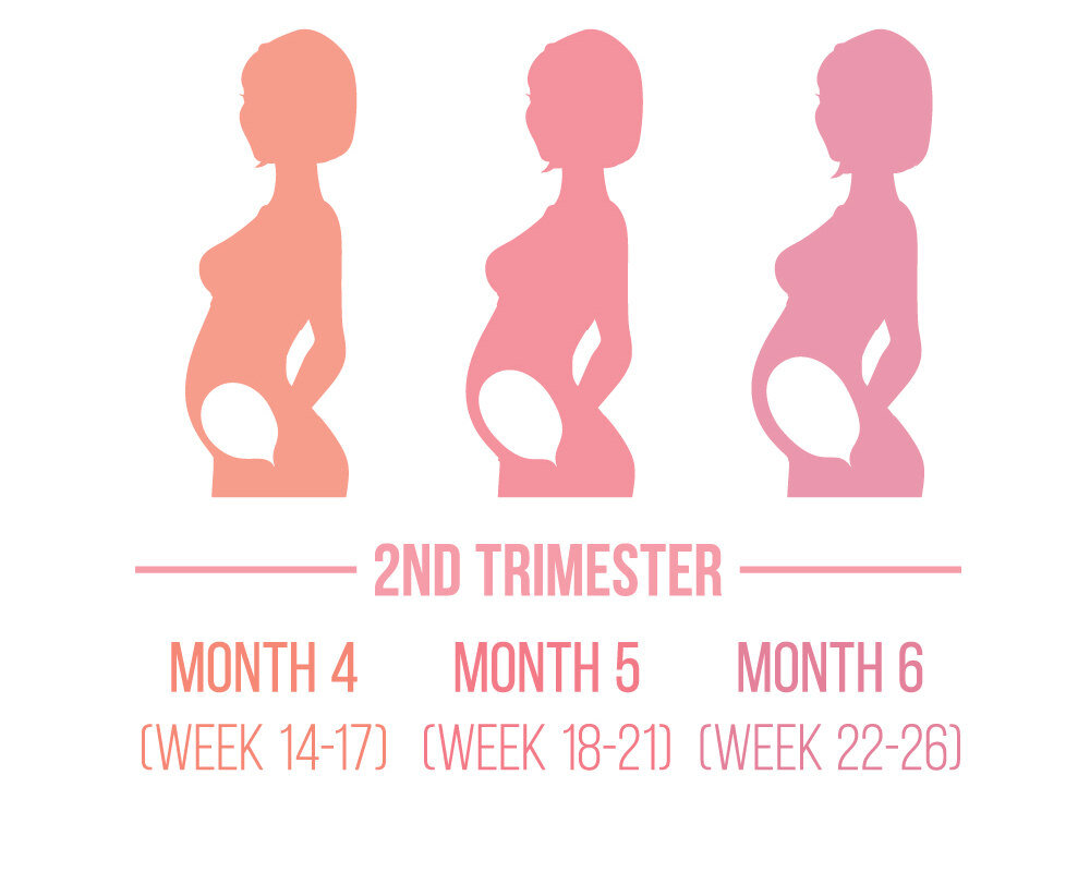 Second trimester of pregnancy