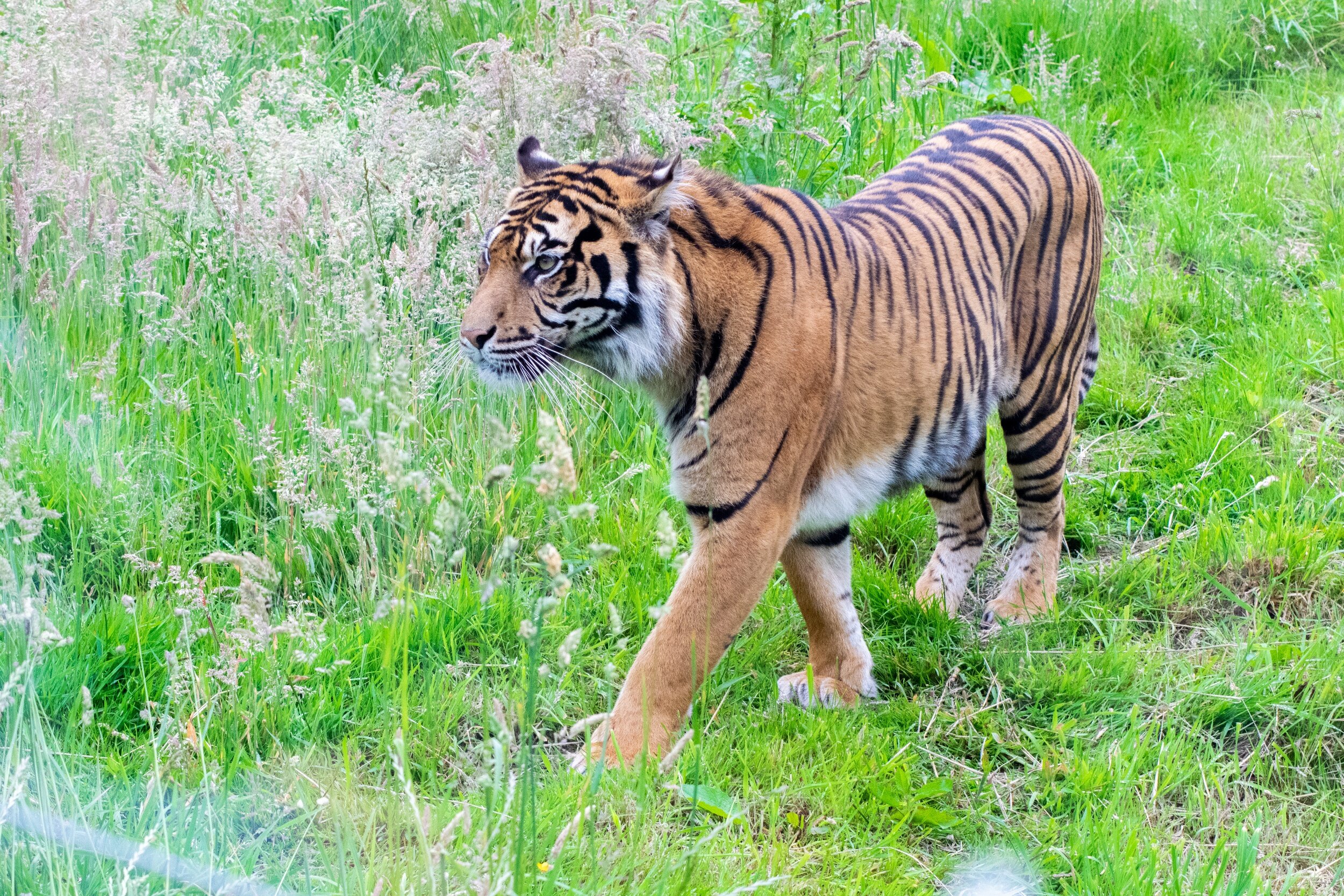 processed_Tiger at Safari Zoo.jpg