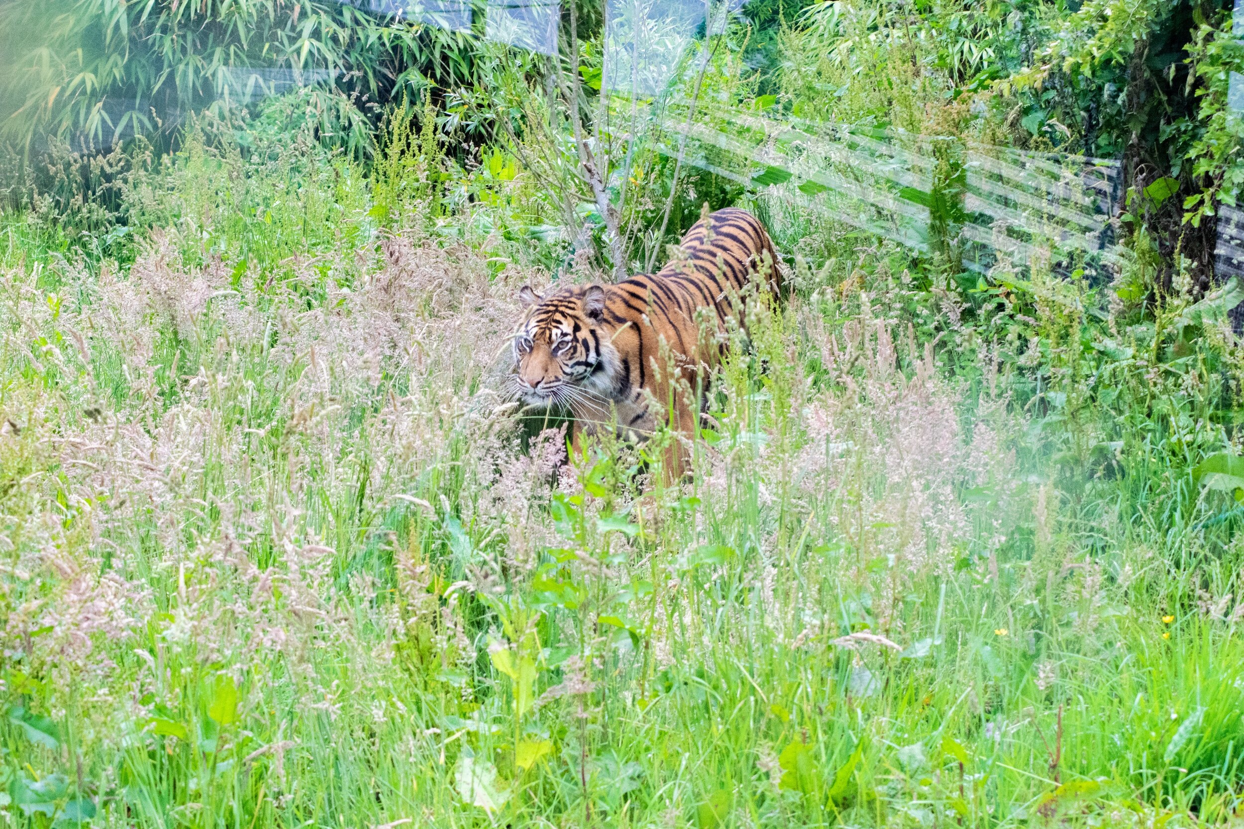 processed_Tiger in the brush.jpg