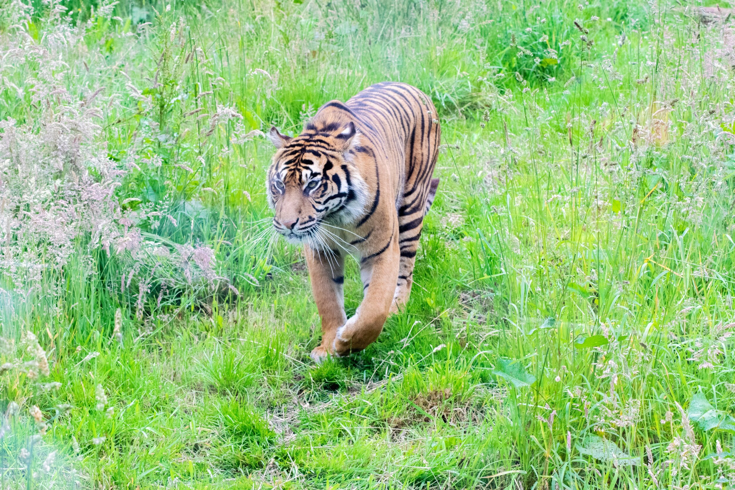 processed_Safari Zoo tiger.jpg