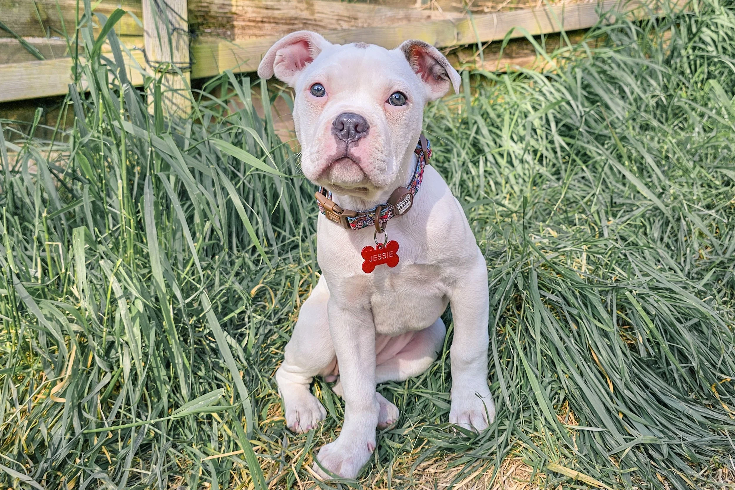 Big News: We Adopted a Puppy!