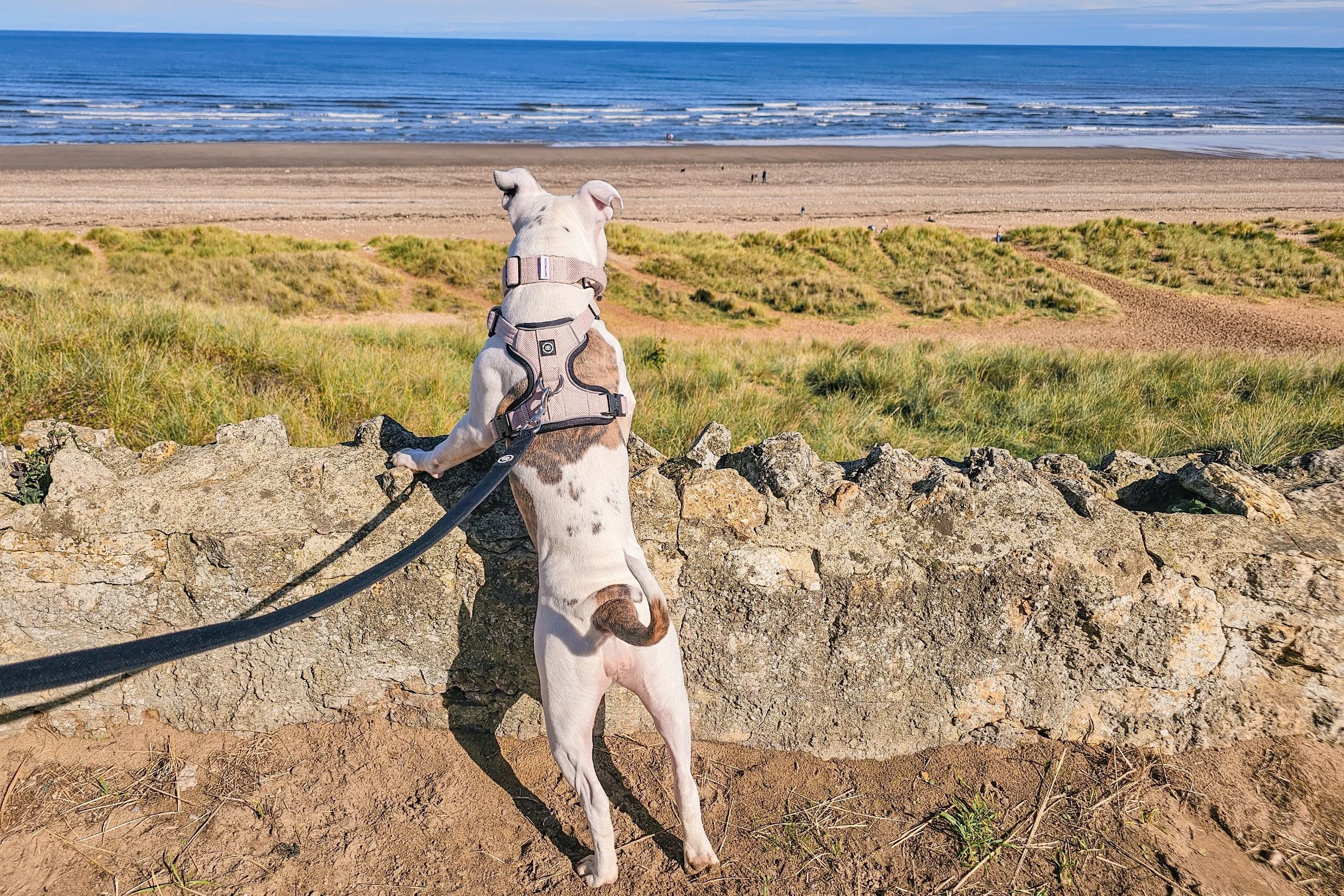 How to Keep Your Dog Cool During Summer Heatwaves
