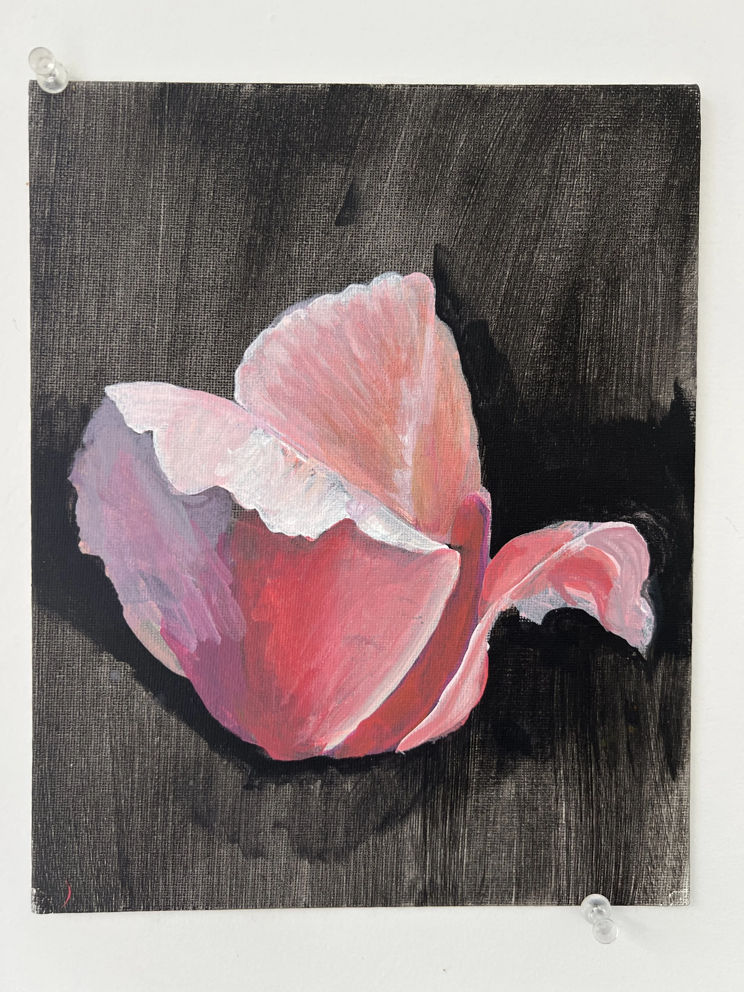 23 Roberts_Study_tulip_hi res.JPG