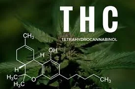 How does THC affect your memory?