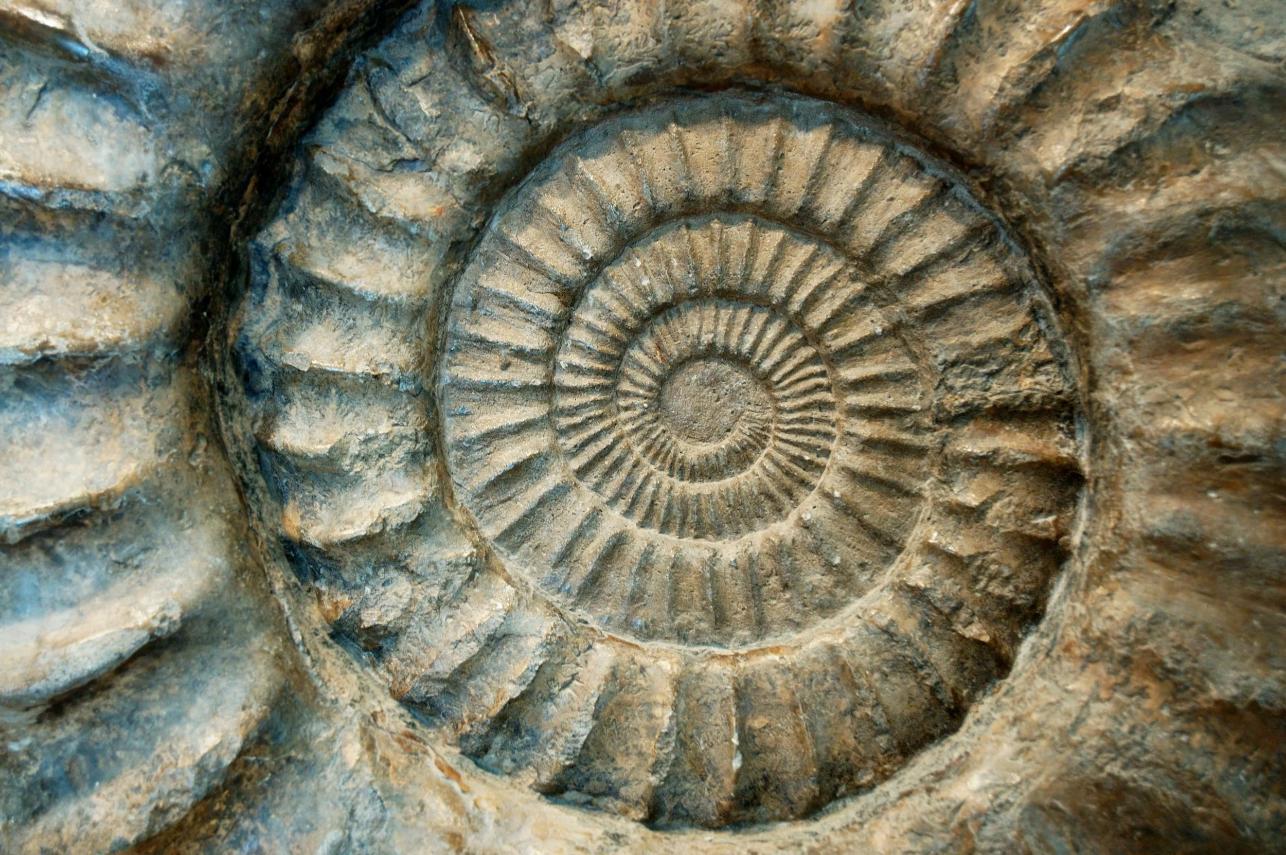 Close-up of an ammonite fossil with a spiral shell pattern.