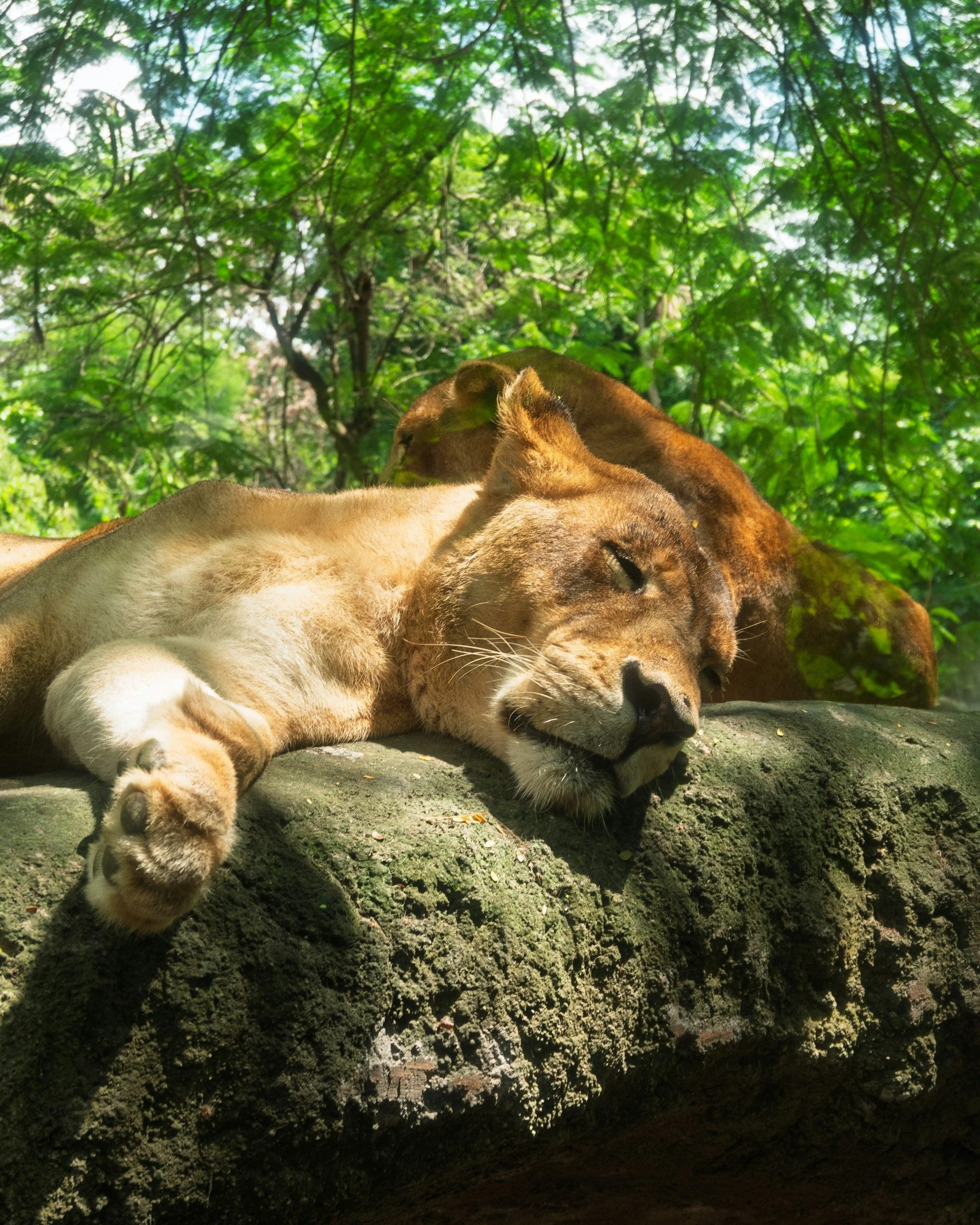 You Don’t Need More Willpower: You Need Deep Rest