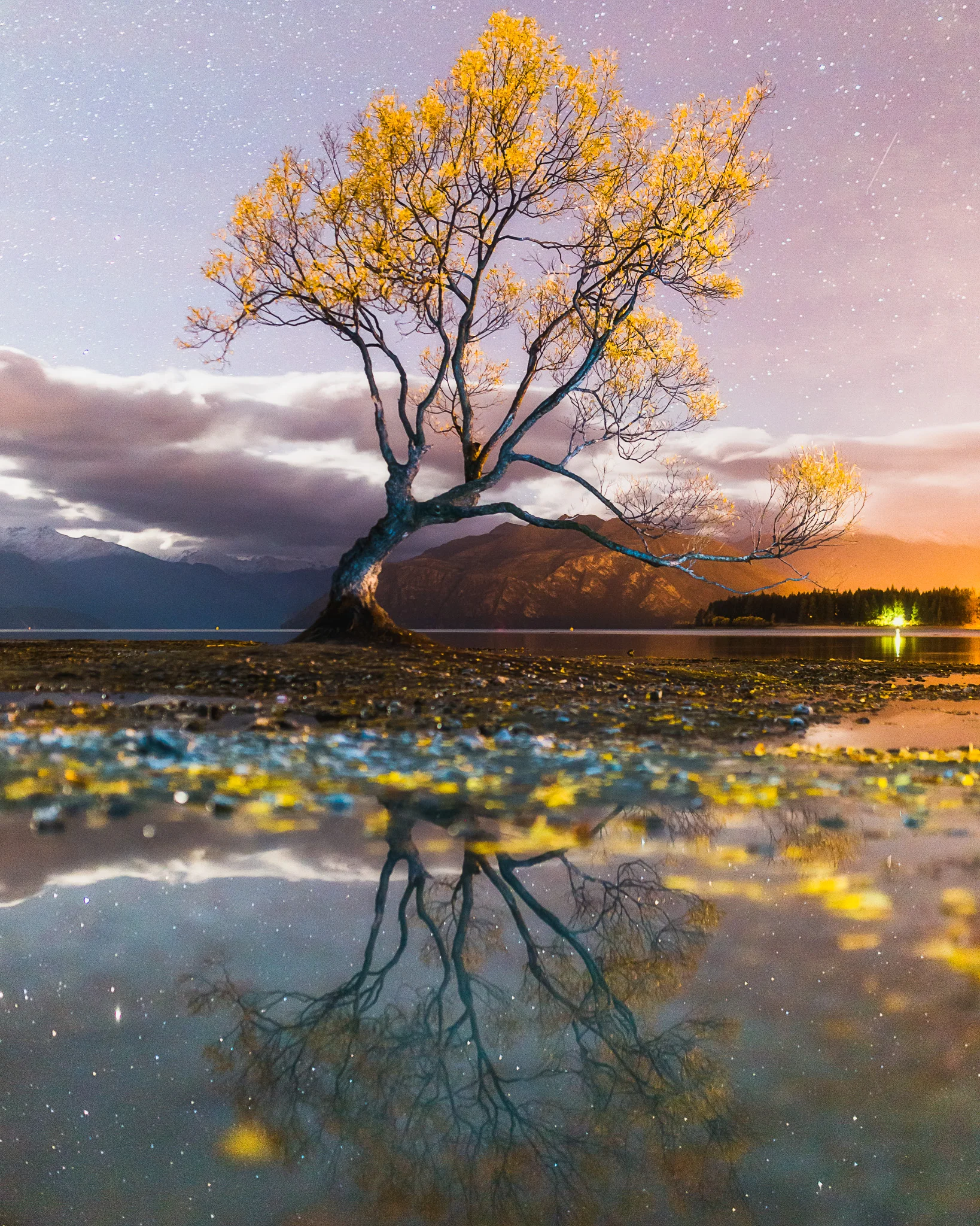 THAT WANAKA TREE