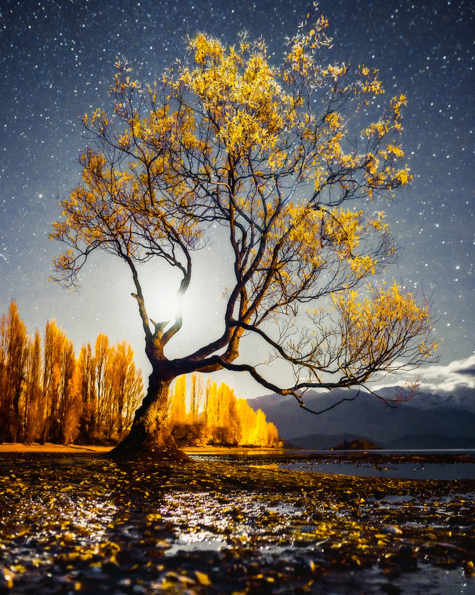 WANAKA TREE UNDER MOON LIGHT