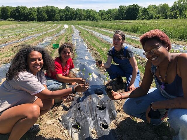 Planting indigo babies with this crew @youthfarmproject . These plants will be the stars of our summer workshop on De-colonizing Dyes where students will learn about the violent racist history behind the indigo plant in the United States, while also 