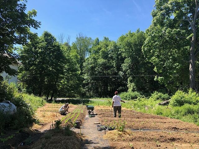 Another round of indigo planted @rootworkherbals BIPOC community garden! Stay tuned for our collaborative medicinal dye classes!
.
.
.
.
.
#indigo #naturaldyes #dyegarden #bipoccommunity #herbalism #medicinaldye