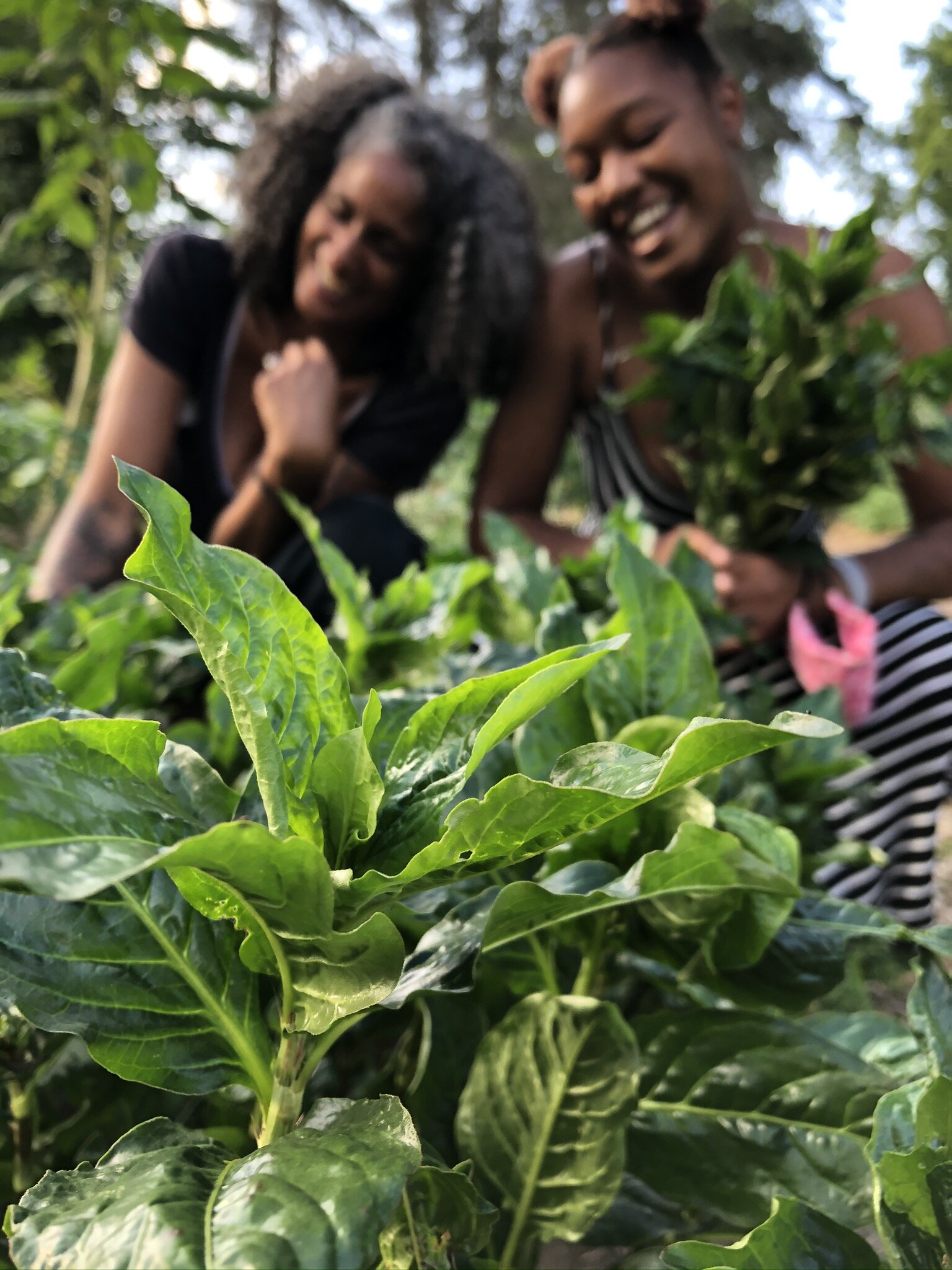 Rootwork Herbals BIPOC Community Garden