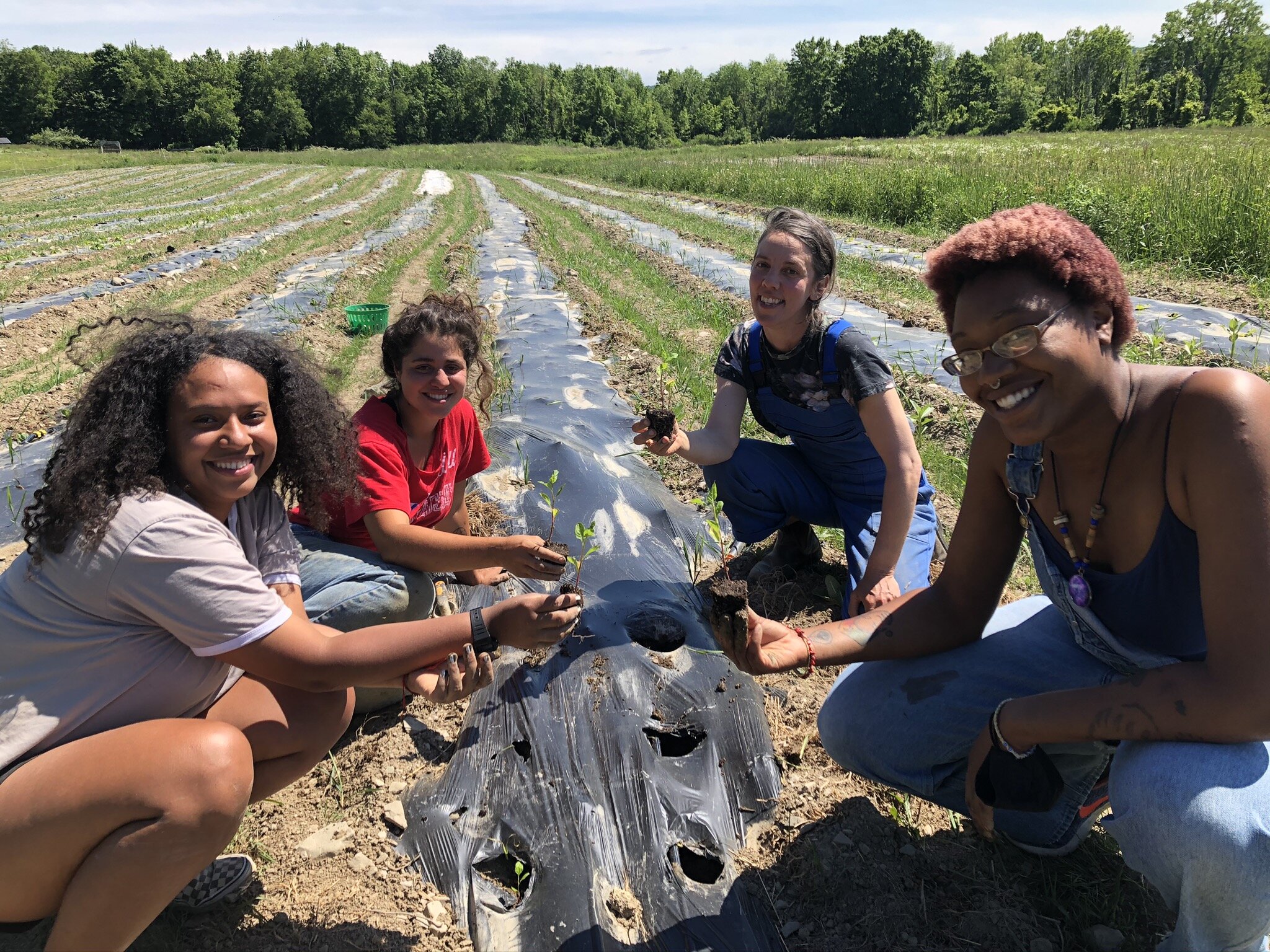 Planting Indigo for our Decolonizing Dye Workshop at The Youth Farm Project 2020