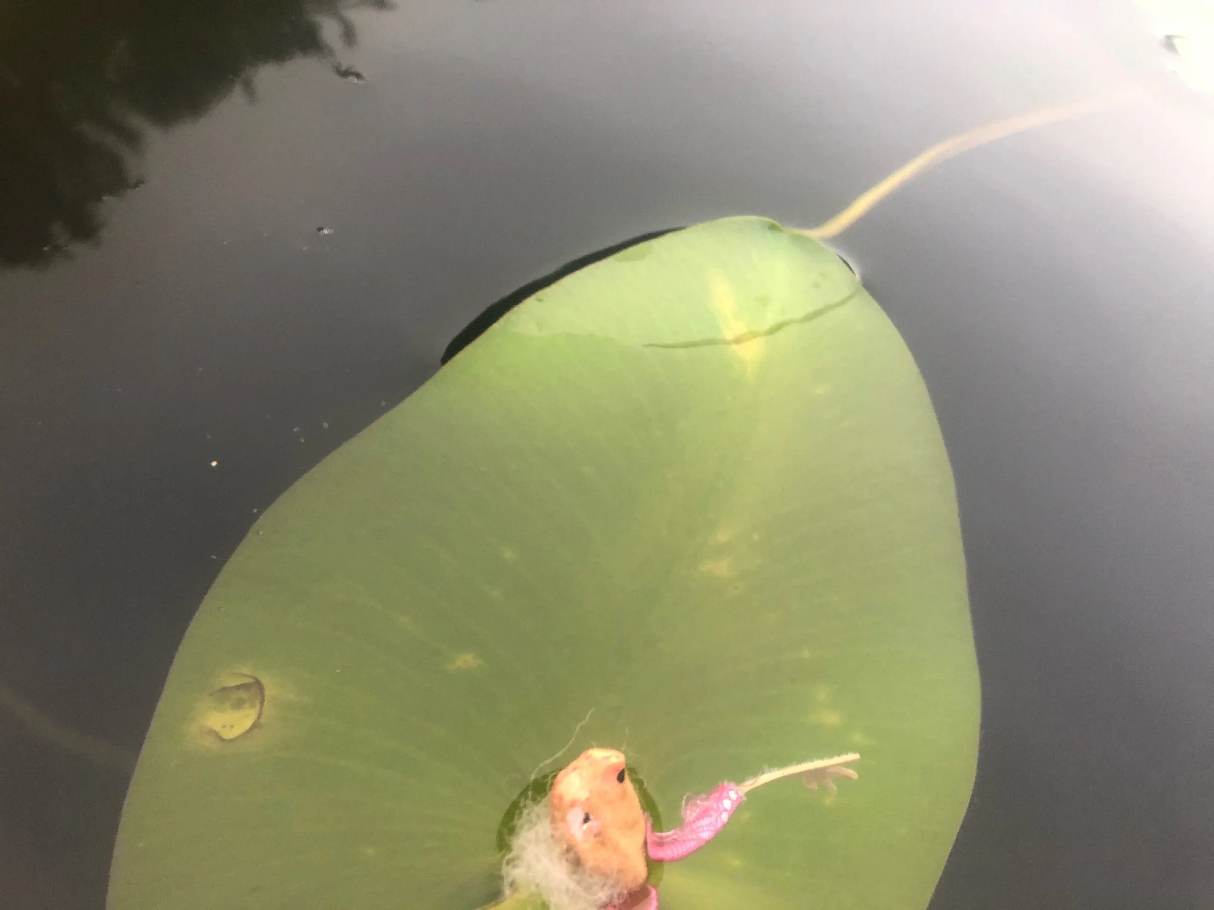 27-7-20
