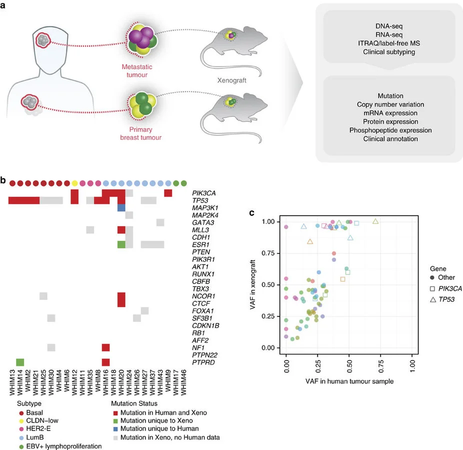 Figure 1: Modelling human breast cancer with patient-derived xenografts (n=24). 