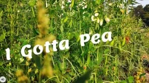 I Gotta Pea
