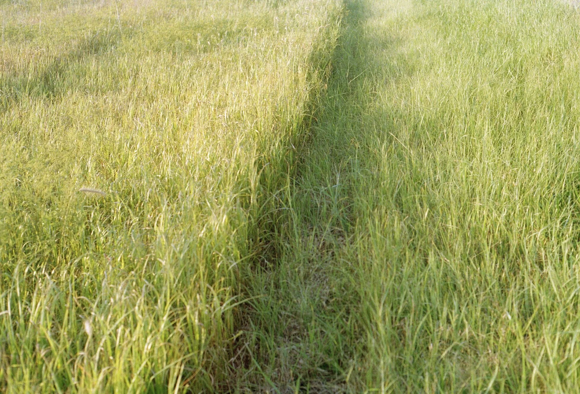 Grass indentation copy.jpg