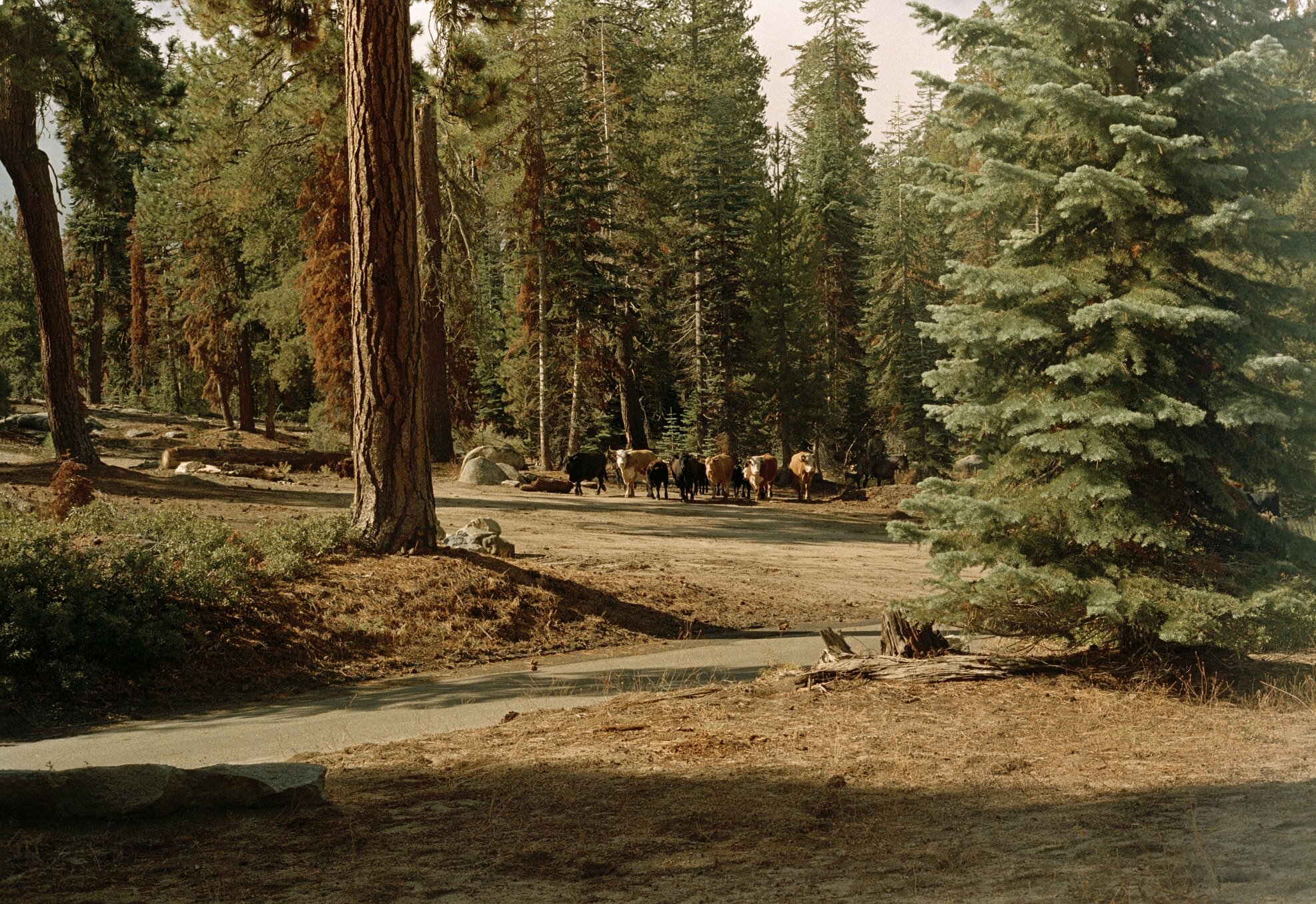 Sequoia cattle copy.jpg