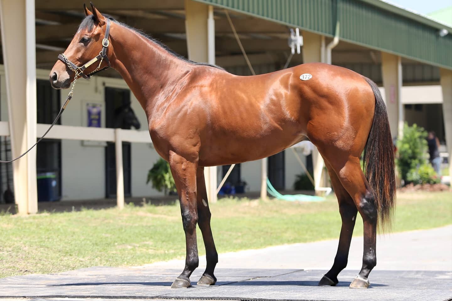 Landed our second horse @obssales with hip 372, a classy Bernardini colt out of an Unbridled's Song mare. He will head to the KY circuit with @timglyshaw . Some shares still available. ihracing.com