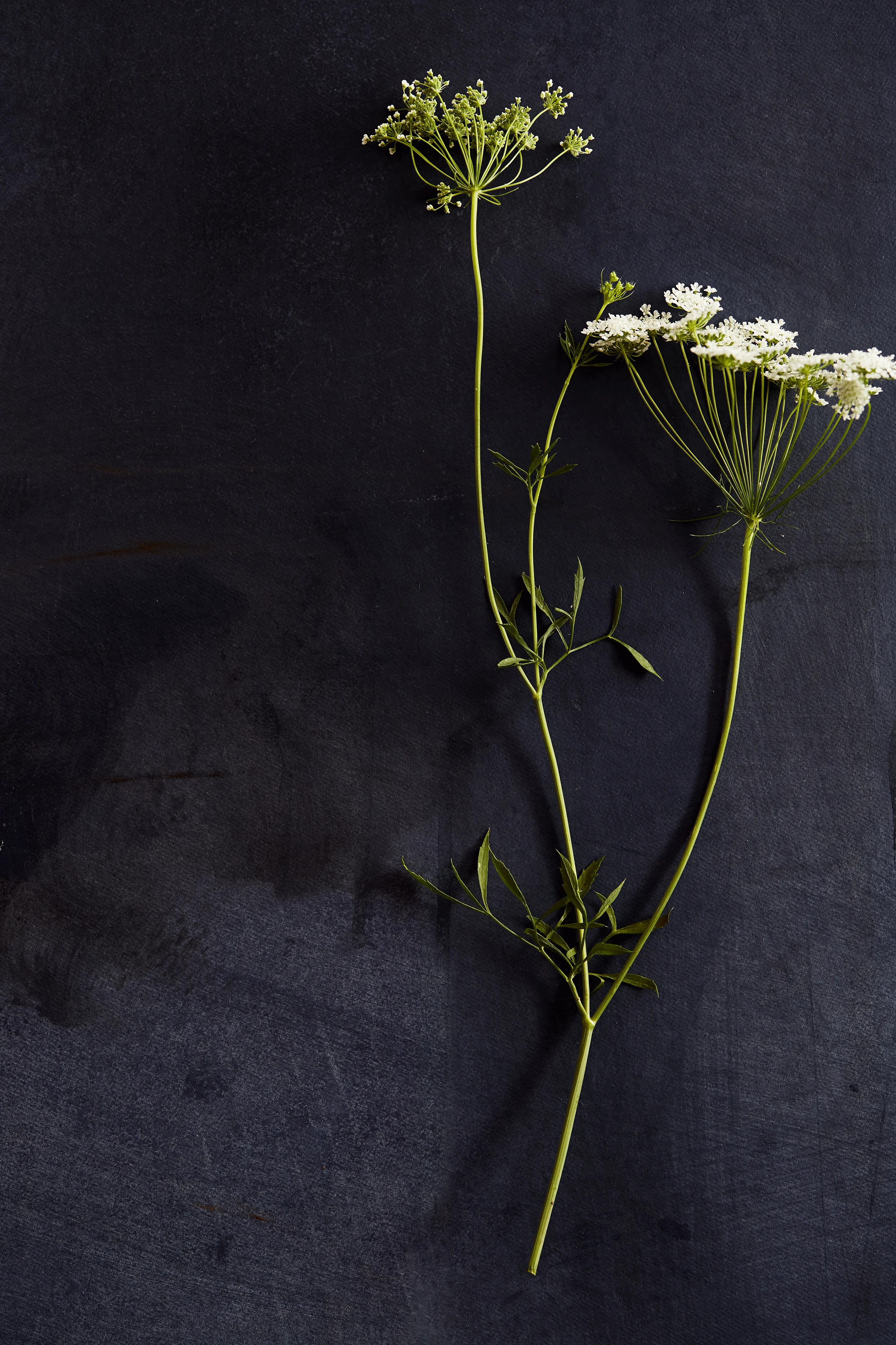 Photography Jessie Prince