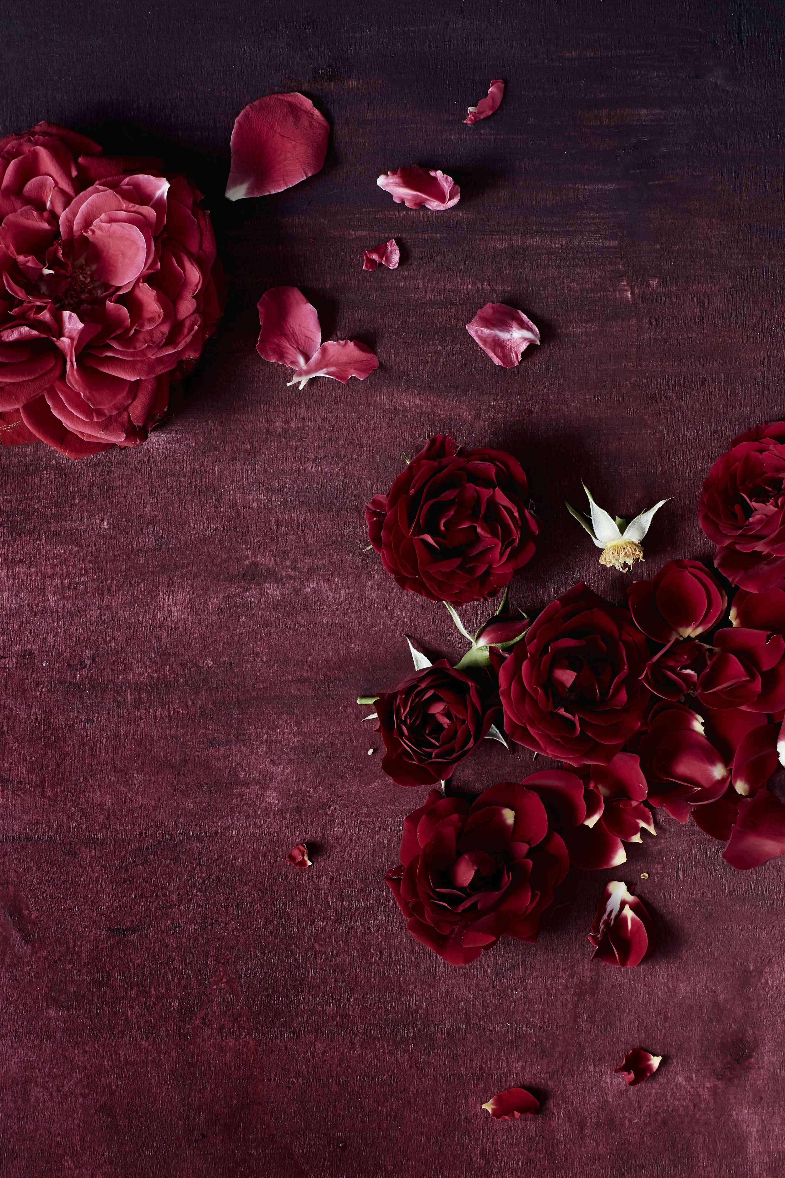 Photography Jessie Prince