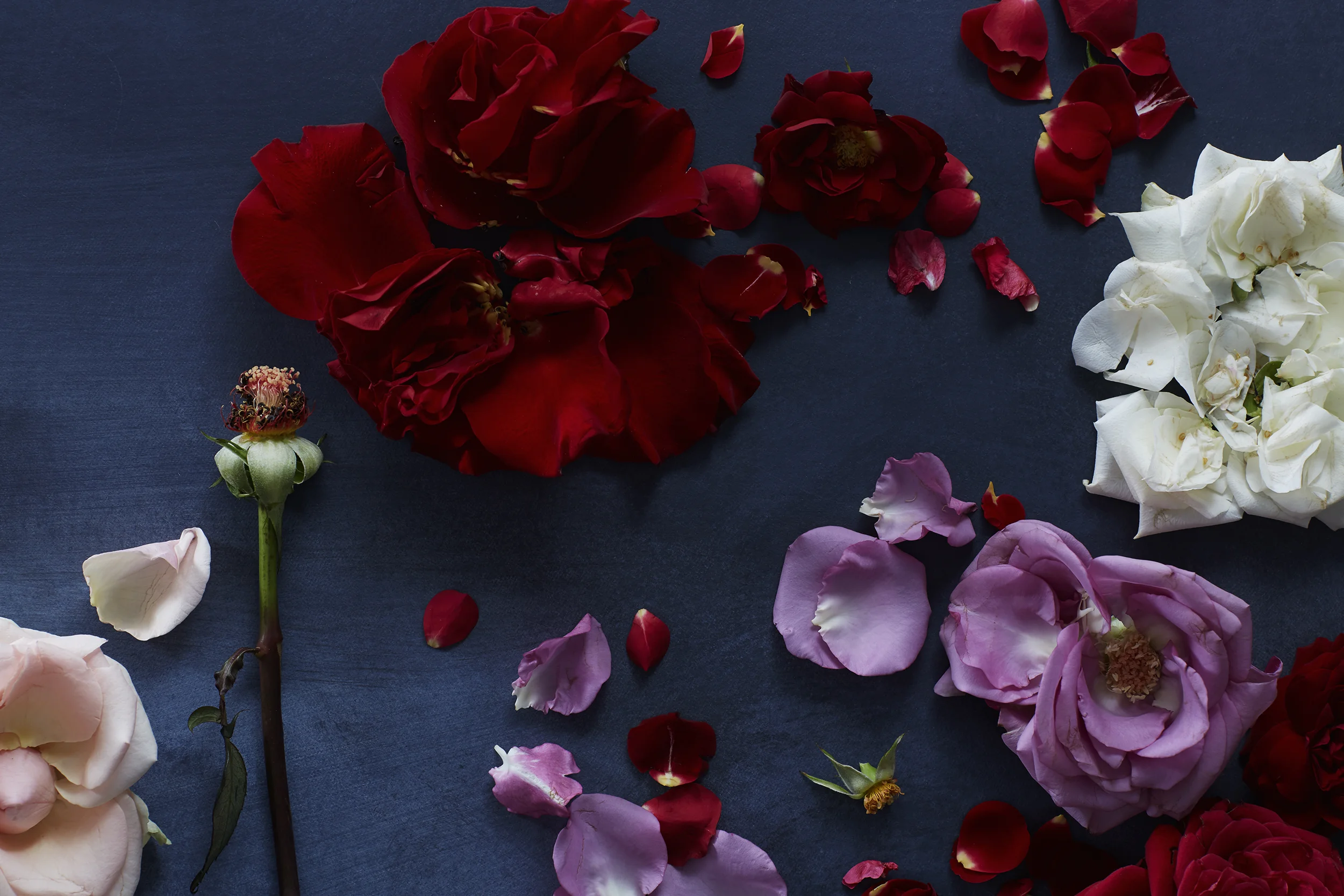 Photography Jessie Prince