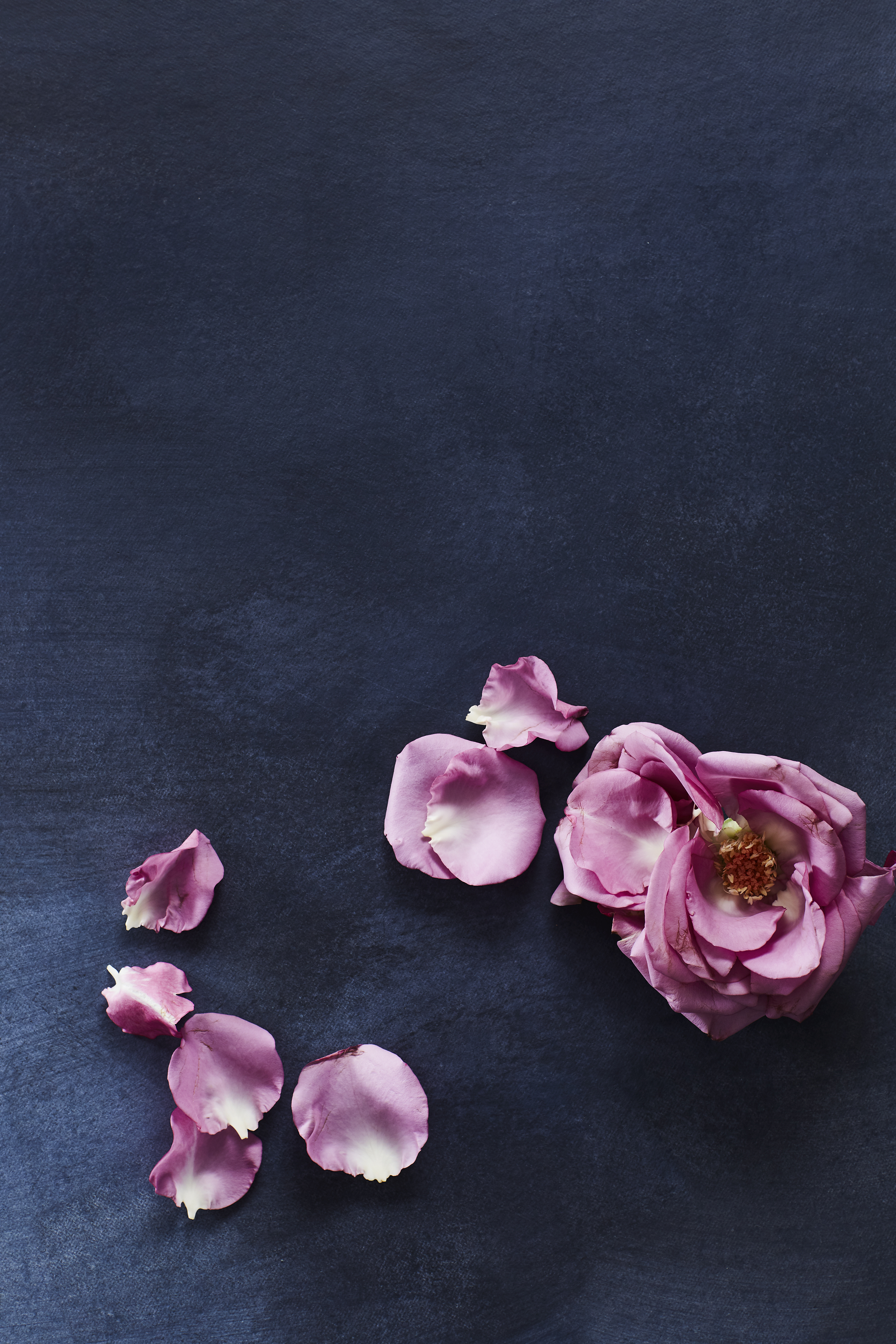 Photography Jessie Prince