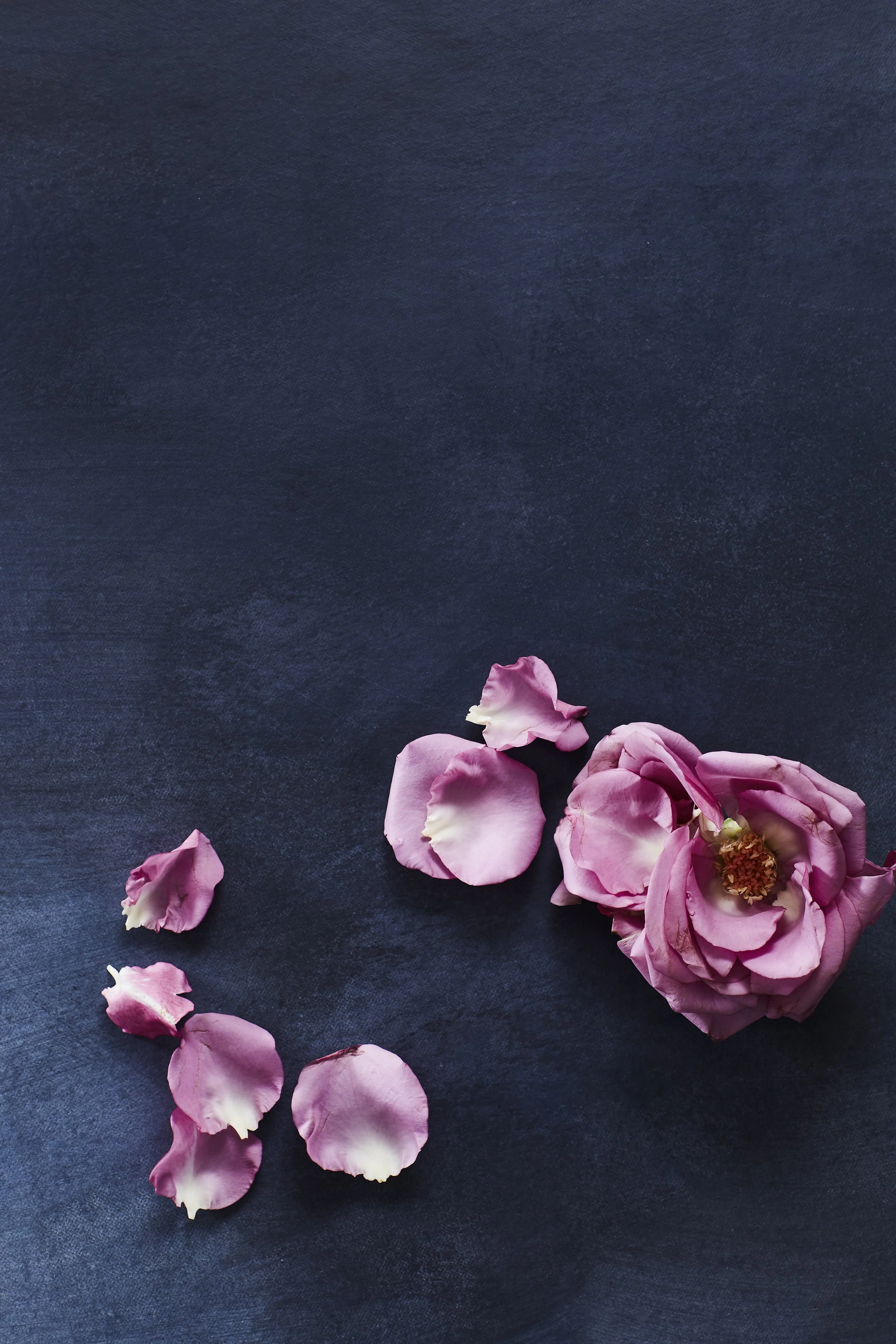 170127_Sweets_in_Studio14792 copy.jpg